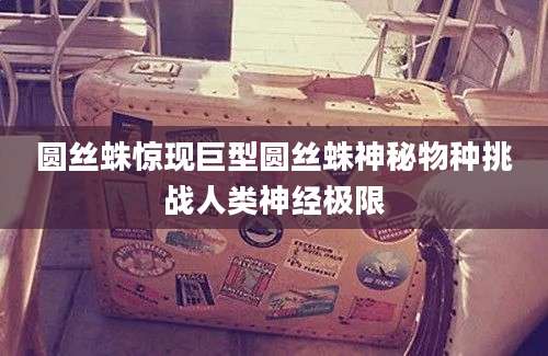 圆丝蛛惊现巨型圆丝蛛神秘物种挑战人类神经极限
