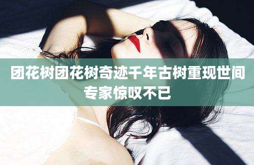 团花树团花树奇迹千年古树重现世间专家惊叹不已