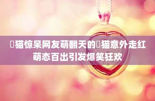 囧猫惊呆网友萌翻天的囧猫意外走红萌态百出引发爆笑狂欢