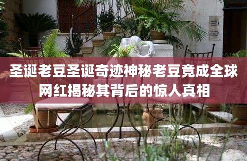 圣诞老豆圣诞奇迹神秘老豆竟成全球网红揭秘其背后的惊人真相