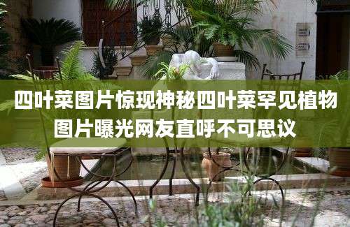 四叶菜图片惊现神秘四叶菜罕见植物图片曝光网友直呼不可思议